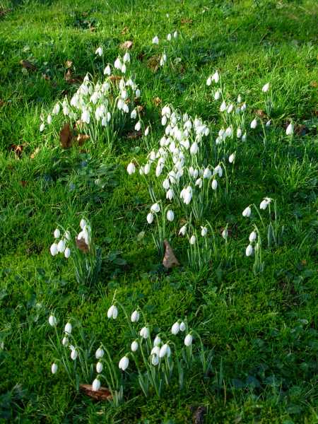 Snowdrops